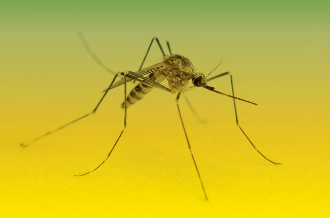 Close-up of a mosquito.