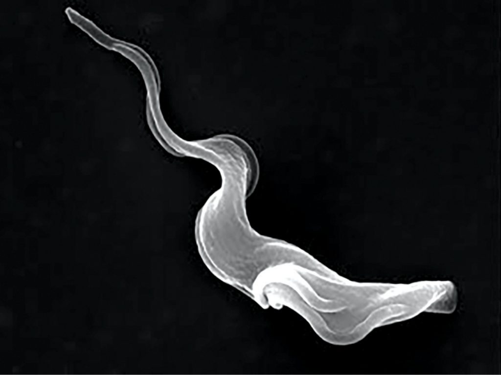 Scanning electron micrograph (SEM) of a Trypanosoma brucei parasite