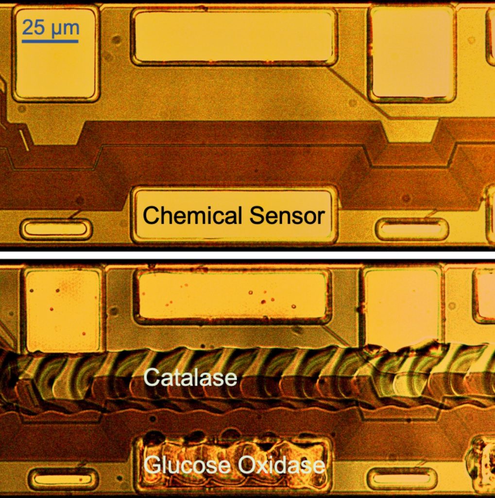  Sensors are covered in enzymes chosen to detect specific chemicals. Catalase is deposited between sensors to intercept stray hydrogen peroxide molecules. 