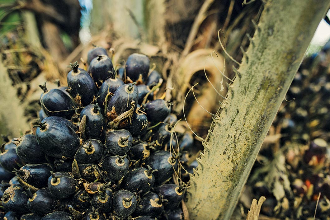 Oil palm fruit.