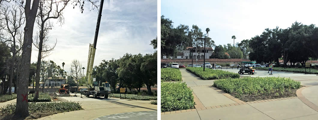 Before and after Liquidambar Mall.